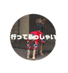 我が家の3姉妹ヨーキー・mano（個別スタンプ：16）