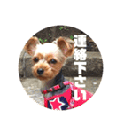 我が家の3姉妹ヨーキー・mano（個別スタンプ：22）