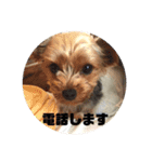 我が家の3姉妹ヨーキー・mano（個別スタンプ：23）