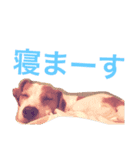 たまに使えるA（個別スタンプ：4）