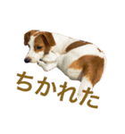たまに使えるA（個別スタンプ：5）