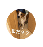 たまに使えるA（個別スタンプ：8）