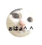 猫顔面スタンプ。（個別スタンプ：1）