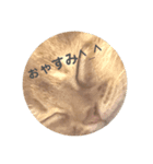猫顔面スタンプ。（個別スタンプ：2）