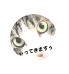 猫顔面スタンプ。（個別スタンプ：4）