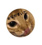 猫顔面スタンプ。（個別スタンプ：5）