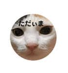 猫顔面スタンプ。（個別スタンプ：6）