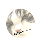 猫顔面スタンプ。（個別スタンプ：7）