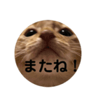 猫顔面スタンプ。（個別スタンプ：8）