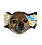 いぬーず（個別スタンプ：1）