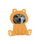 いぬーず（個別スタンプ：2）