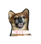 いぬーず（個別スタンプ：4）