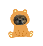 いぬーず（個別スタンプ：6）
