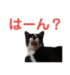 野乃夏と仲間たち（個別スタンプ：1）
