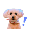 トイプードルのてぃあらとあずき（個別スタンプ：6）