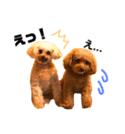 トイプードルのてぃあらとあずき（個別スタンプ：8）
