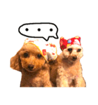 トイプードルのてぃあらとあずき（個別スタンプ：9）