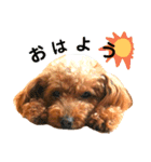 トイプードルのてぃあらとあずき（個別スタンプ：10）
