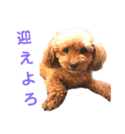 トイプードルのてぃあらとあずき（個別スタンプ：14）