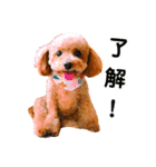 トイプードルのてぃあらとあずき（個別スタンプ：16）