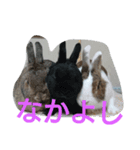 うさちゃんあるある（個別スタンプ：1）