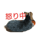 うさちゃんあるある（個別スタンプ：3）