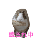 うさちゃんあるある（個別スタンプ：4）