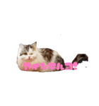 猫 写真スタンプ①（個別スタンプ：2）