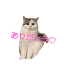 猫 写真スタンプ①（個別スタンプ：4）