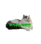 猫 写真スタンプ①（個別スタンプ：9）