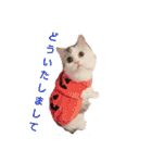 猫 写真スタンプ①（個別スタンプ：11）