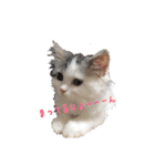 猫 写真スタンプ①（個別スタンプ：18）