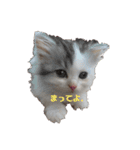 猫 写真スタンプ①（個別スタンプ：19）