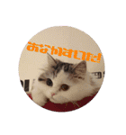 猫 写真スタンプ①（個別スタンプ：22）