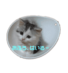 猫 写真スタンプ①（個別スタンプ：23）