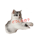 猫 写真スタンプ①（個別スタンプ：27）