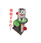猫 写真スタンプ①（個別スタンプ：30）