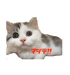 猫 写真スタンプ①（個別スタンプ：31）