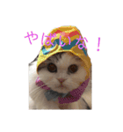 猫 写真スタンプ①（個別スタンプ：32）