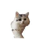 猫 写真スタンプ①（個別スタンプ：35）