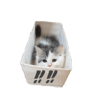 猫 写真スタンプ①（個別スタンプ：38）