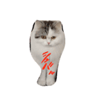 猫 写真スタンプ①（個別スタンプ：40）