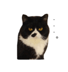 うちのお猫（個別スタンプ：1）
