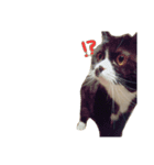 うちのお猫（個別スタンプ：5）