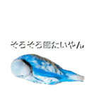 ことりのひとりごと（個別スタンプ：1）