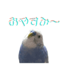 ことりのひとりごと（個別スタンプ：3）