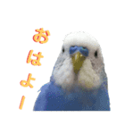 ことりのひとりごと（個別スタンプ：4）