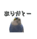 ことりのひとりごと（個別スタンプ：5）