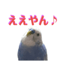 ことりのひとりごと（個別スタンプ：6）