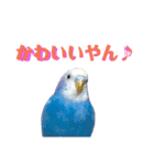 ことりのひとりごと（個別スタンプ：8）